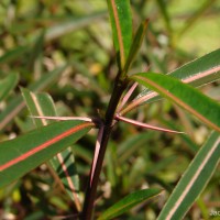 Barleria lupulina Lindl.